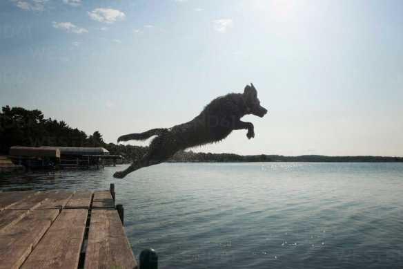 Side view of dog jumping into lake against sky